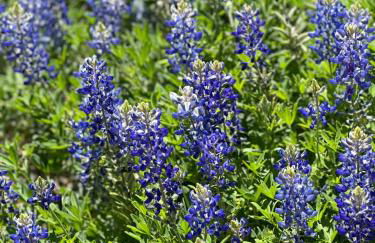 Waterfront Lake House on Lake LBJ - Foto 39