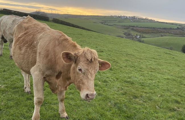 Beautiful 2 Bed Bungalow in Laugharne Situated - Foto 20