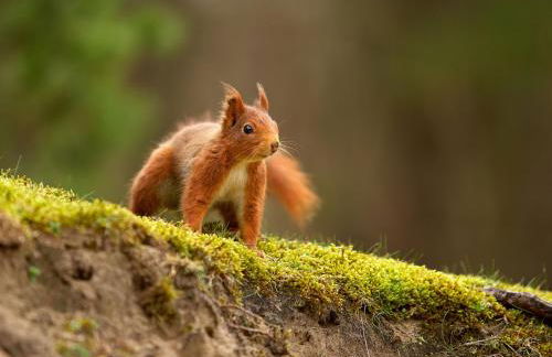 The Old Buttress at Rotherhope Towers - Foto 26