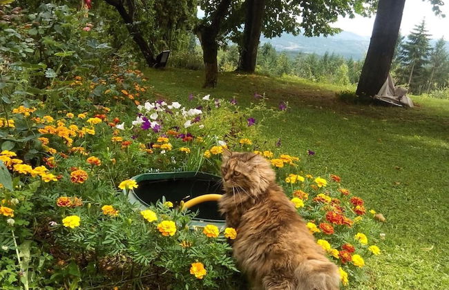 B&B da Ronald...a Pian del Papa - Foto 39