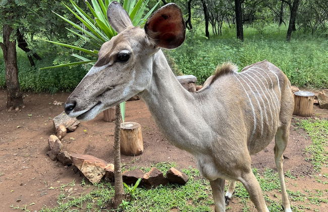 Kruger Kumba - Mugwenzi - Photo 54