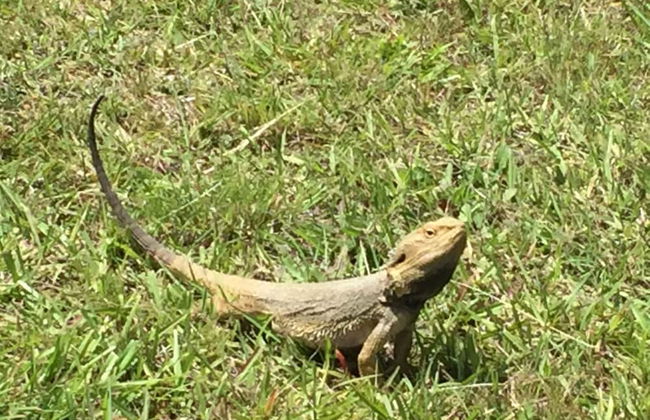 Beltana Villas - Foto 38