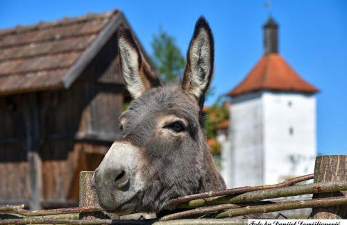 Studio apartman CENTAR - Foto 22