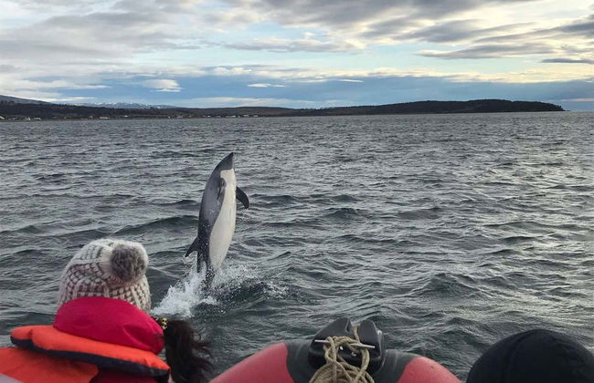 Avistamiento de delfines en el estrecho de Magallanes - Foto 6