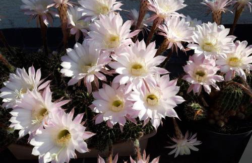 Studio apartman CENTAR - Foto 40