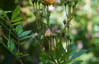 Ferienwohnung Andermann - Foto 27