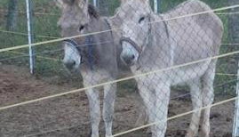 Agriturismo Poggiacolle - Foto 2