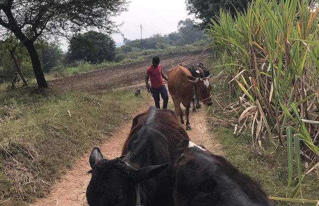 ingawale farmhouse - Photo 23