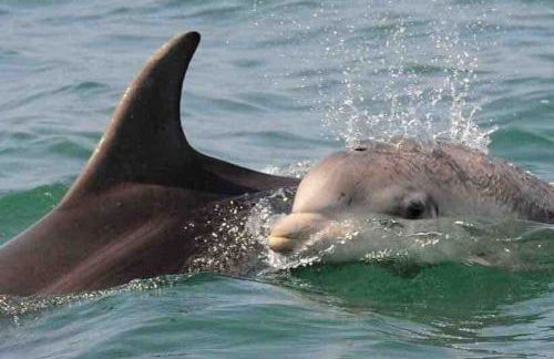 Quirky Cottage with Private Garden Nr New Quay Cardigan Bay - Photo 11