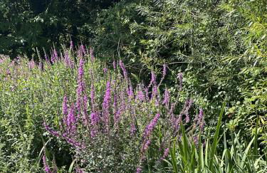 The Artist's Studio - Foto 28