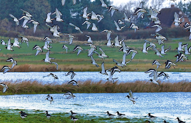 Semi-detached Houses, Oldsum auf Fohr - Foto 88