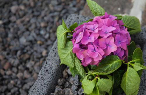 A Casa da Silva - Photo 13