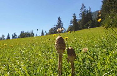 Baita dei Colori - Foto 18