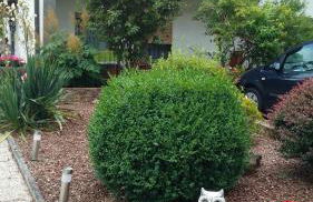 Haus Waldesruh, 3 Ferienwohnungen - Foto 6