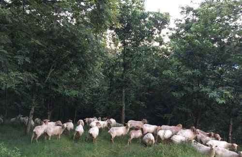 Agroturismo Erlete Goikoa -ESTAMOS EN EL CAMINO DE SANTIAGO -WE ARE ON THE CAMINO DE SANTIAGO- SENDERISMO-RUTAS Y BICICLETA - Photo 52