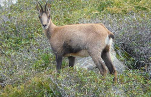 Les Bordes De Paloumières - Foto 53