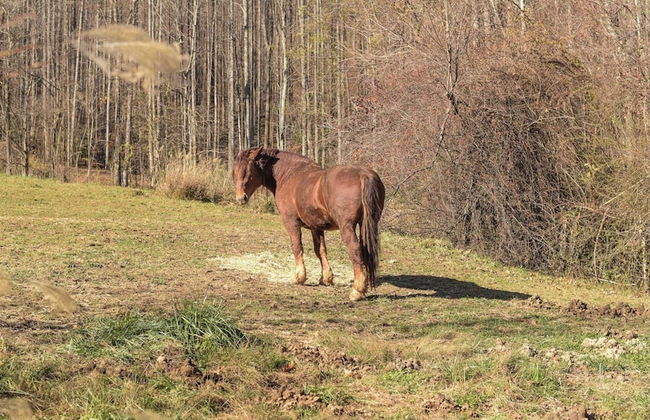 Deer Haven by Avantstay Cabin w/ Pond, Waterfall - Photo 28