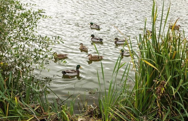 Rosedale Lakeside Lodge - Foto 16