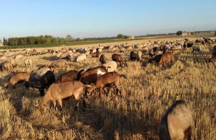 Masseria La Fica - Foto 61