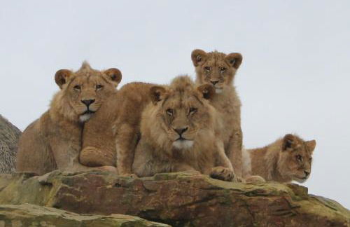 Gîtes à l'ombre des chênes - Foto 13