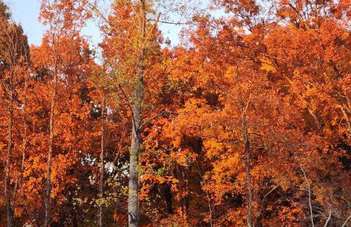 Chasing Views Tiny House - Photo 26