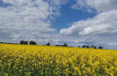 Ostseeseele - Photo 3
