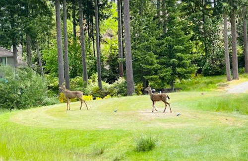 Serene Port Orchard Retreat - 3BR 3BA with Trails and Amazing Views - Foto 42