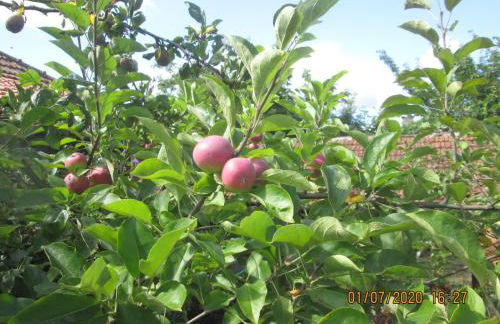 Pêssego - AL - Foto 17