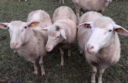 Ferienwohnung Haus Michel, 90 Qm - Foto 30