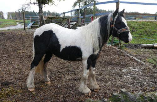 Bushof - Leben auf dem Land - Foto 36