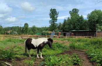 Agroturystyka Zielony Domek - Apartament na wyłączność, slow life, staw, oswojone zwierzęta gospodarskie, posiłki z własnych eko produktów - Foto 42