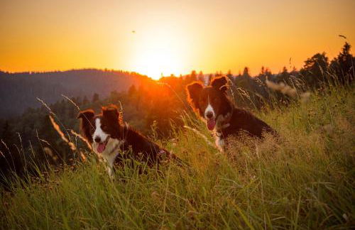 Hansjörgenhof Bioland-Hof - Foto 38