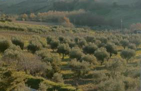 domus rosada - Foto 49