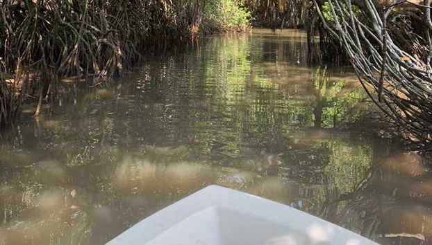 Navegando pelo manguezais de Bentota