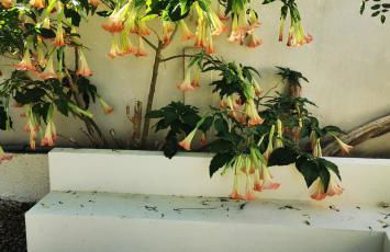 Maison Magnolia - Foto 7