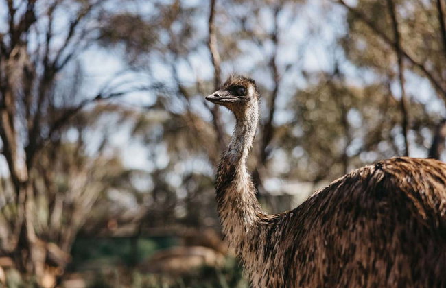Tour por la isla de Rottnest - Foto 6