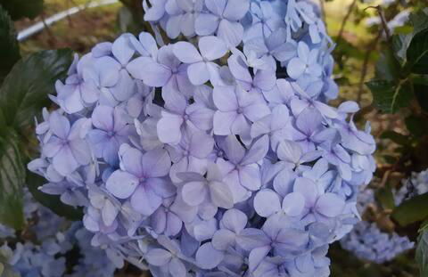 Natureza, paz no sítio - Foto 43