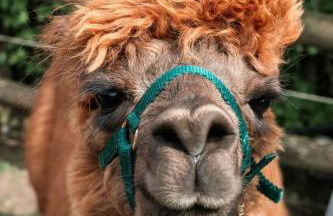 Ferienwohnung Sternenzelt Alpakas - Natur & Tiere hautnah erleben - Foto 46