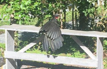 Chácara na Mata Atlântica - Photo 17