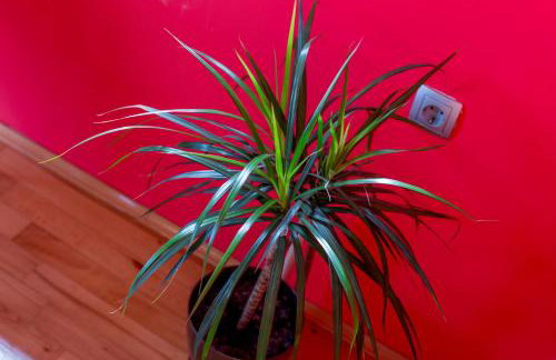 Ava apartmani - Foto 14