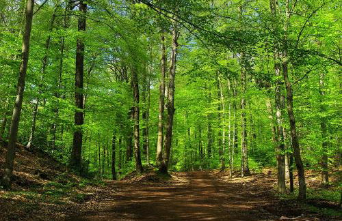 Les Charmois - Spa possible sur un autre site - Foto 27