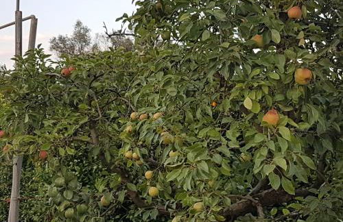 Finca Sa Cova de Mallorca - Foto 52