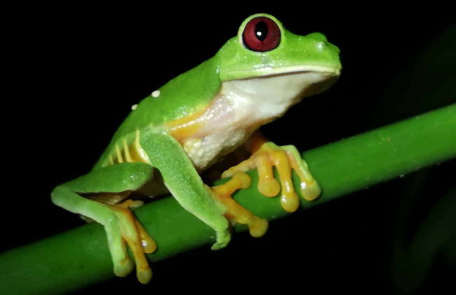 Night Walk in a Private Reserve - Foto 6