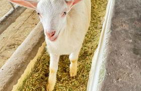 Flat Hotel Fazenda Monte Castelo Gravatá Bezerros - Foto 58