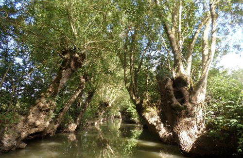 La Libellule - Foto 7