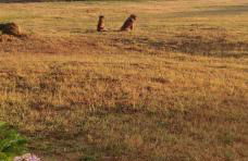 Quinta Damigo - Foto 8