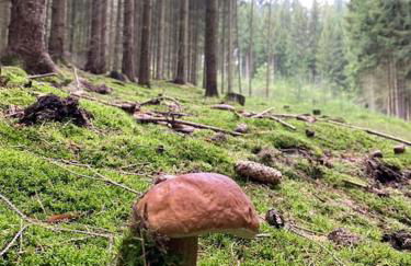 Orgelbauerhaus Schulze - Foto 9