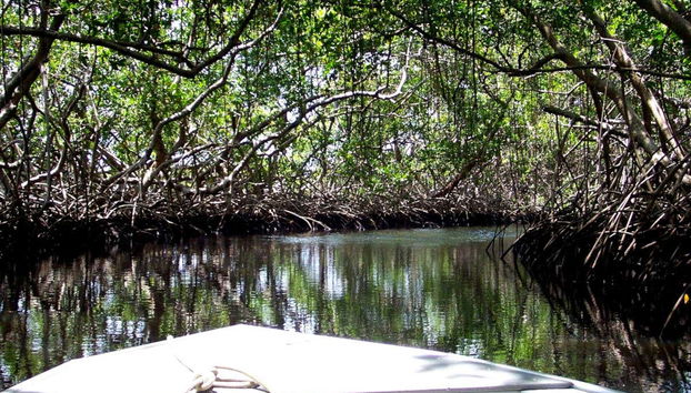 Sailing through the mangroves