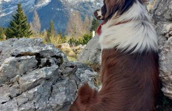 Mountain Apartment Rododendro - Foto 35