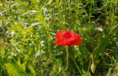 Landhaus SiebenEichen - Foto 31